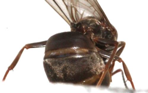 Lasius sp.